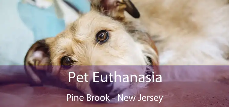 Pet Euthanasia Pine Brook - New Jersey