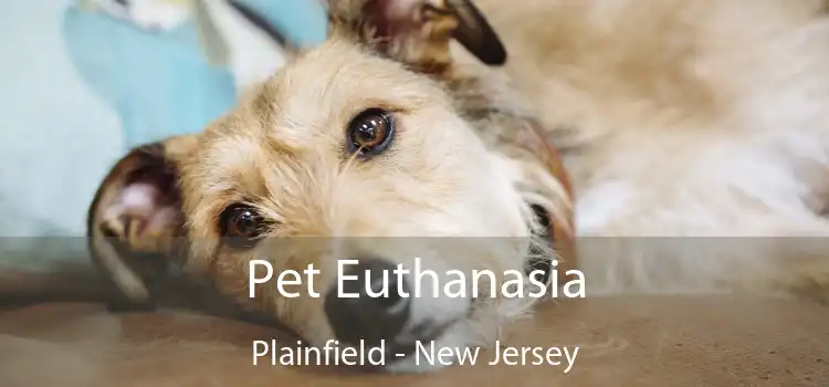 Pet Euthanasia Plainfield - New Jersey