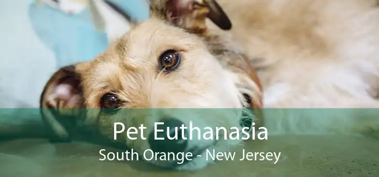 Pet Euthanasia South Orange - New Jersey