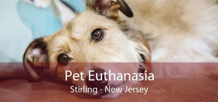 Pet Euthanasia Stirling - New Jersey