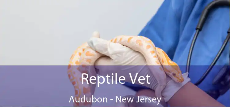 Reptile Vet Audubon - New Jersey