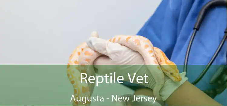 Reptile Vet Augusta - New Jersey