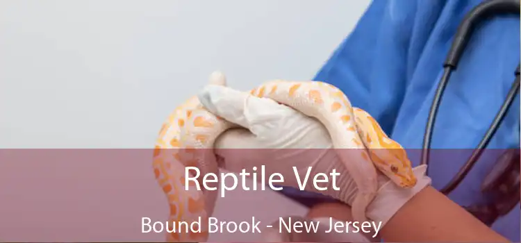 Reptile Vet Bound Brook - New Jersey