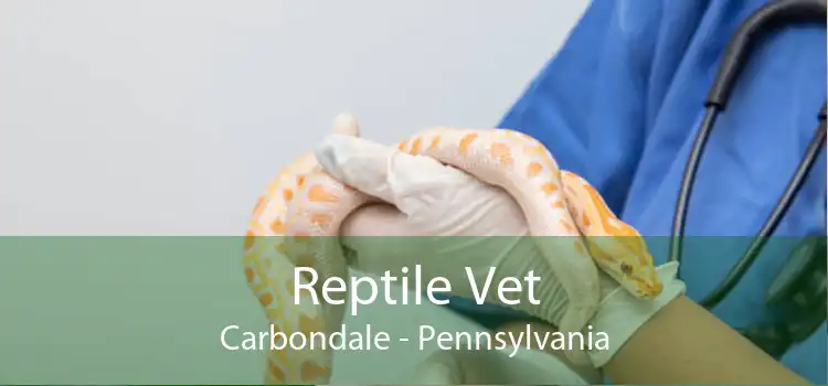 Reptile Vet Carbondale - Pennsylvania