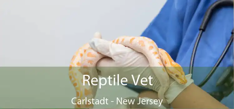 Reptile Vet Carlstadt - New Jersey