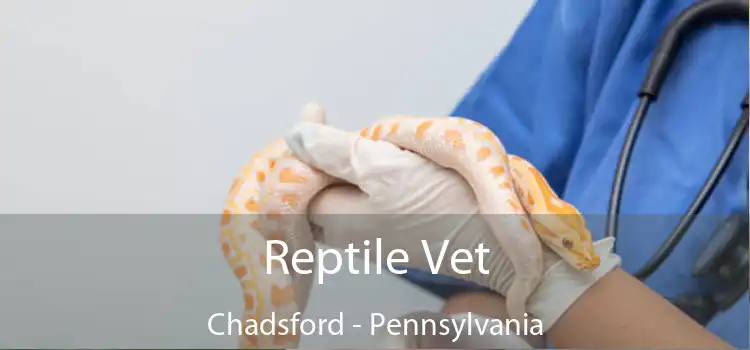 Reptile Vet Chadsford - Pennsylvania