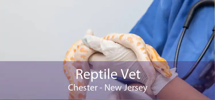 Reptile Vet Chester - New Jersey