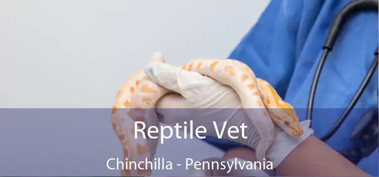 Reptile Vet Chinchilla - Pennsylvania