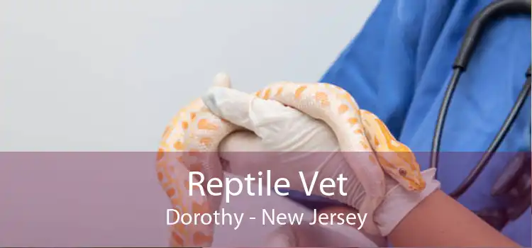 Reptile Vet Dorothy - New Jersey