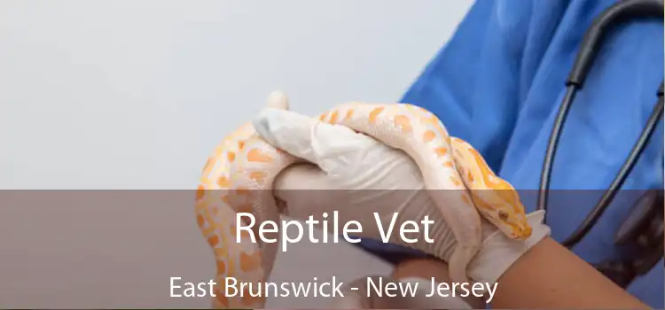 Reptile Vet East Brunswick - New Jersey