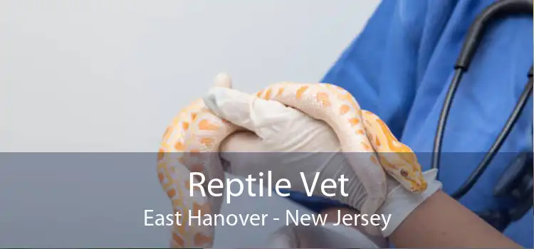 Reptile Vet East Hanover - New Jersey