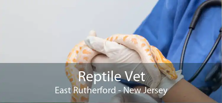 Reptile Vet East Rutherford - New Jersey