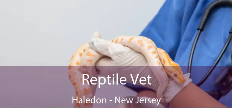 Reptile Vet Haledon - New Jersey