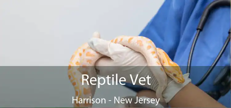 Reptile Vet Harrison - New Jersey
