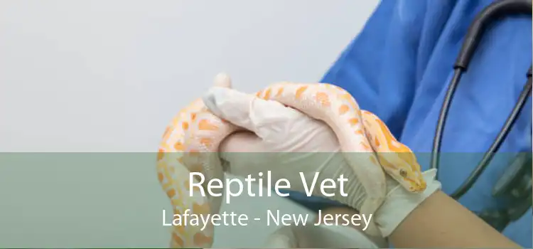 Reptile Vet Lafayette - New Jersey