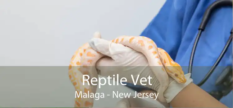 Reptile Vet Malaga - New Jersey