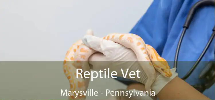Reptile Vet Marysville - Pennsylvania