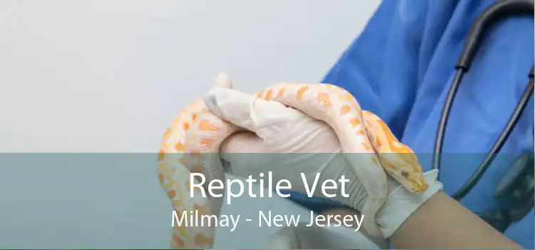 Reptile Vet Milmay - New Jersey