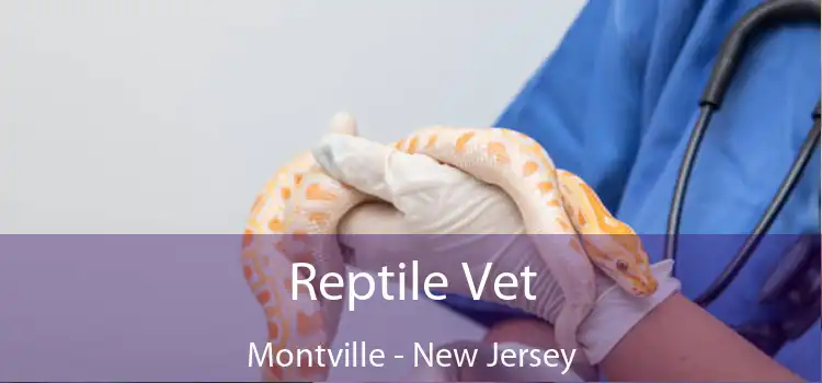 Reptile Vet Montville - New Jersey