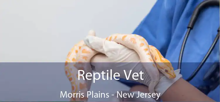 Reptile Vet Morris Plains - New Jersey
