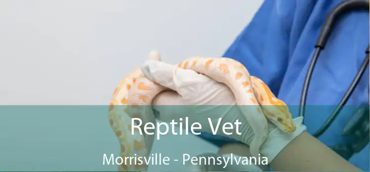 Reptile Vet Morrisville - Pennsylvania