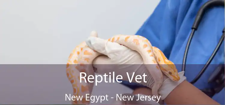 Reptile Vet New Egypt - New Jersey