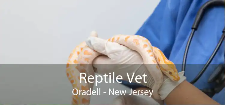 Reptile Vet Oradell - New Jersey