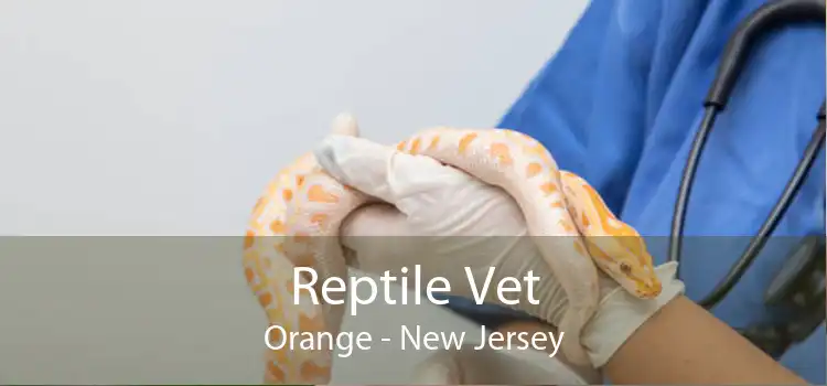 Reptile Vet Orange - New Jersey