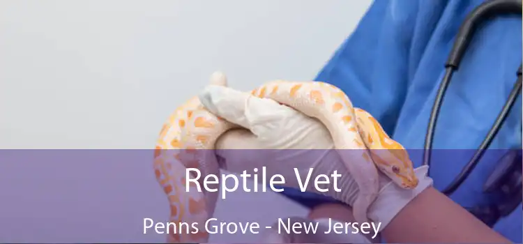 Reptile Vet Penns Grove - New Jersey