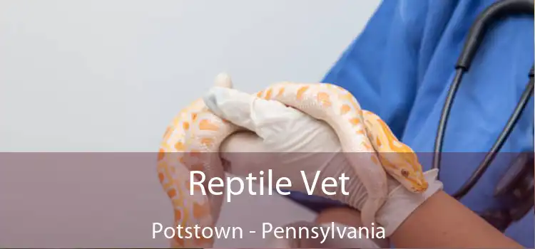 Reptile Vet Potstown - Pennsylvania