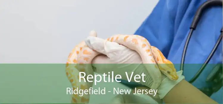 Reptile Vet Ridgefield - New Jersey