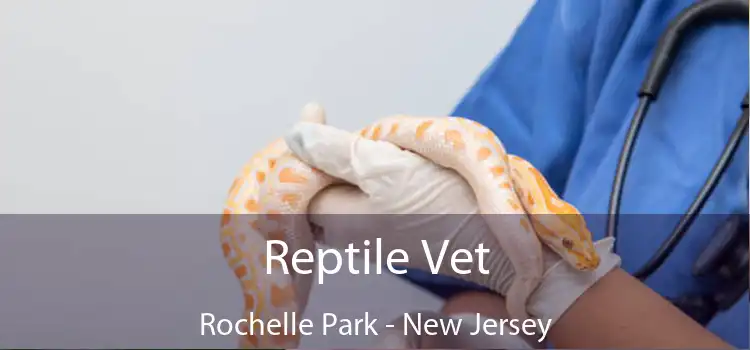 Reptile Vet Rochelle Park - New Jersey