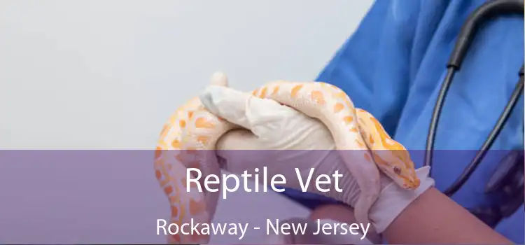 Reptile Vet Rockaway - New Jersey
