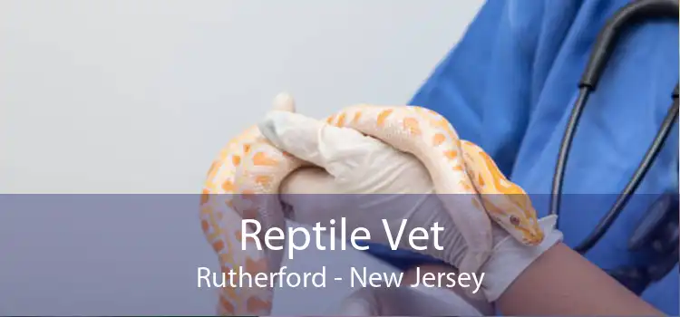 Reptile Vet Rutherford - New Jersey