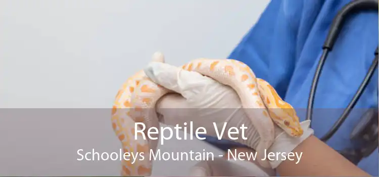 Reptile Vet Schooleys Mountain - New Jersey