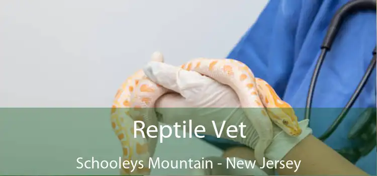 Reptile Vet Schooleys Mountain - New Jersey