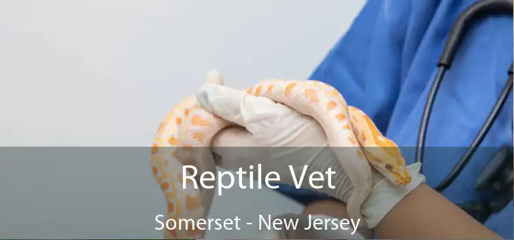 Reptile Vet Somerset - New Jersey