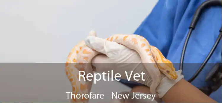Reptile Vet Thorofare - New Jersey