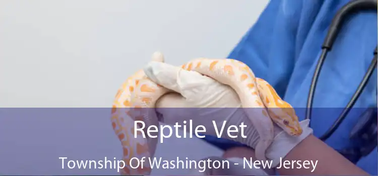Reptile Vet Township Of Washington - New Jersey