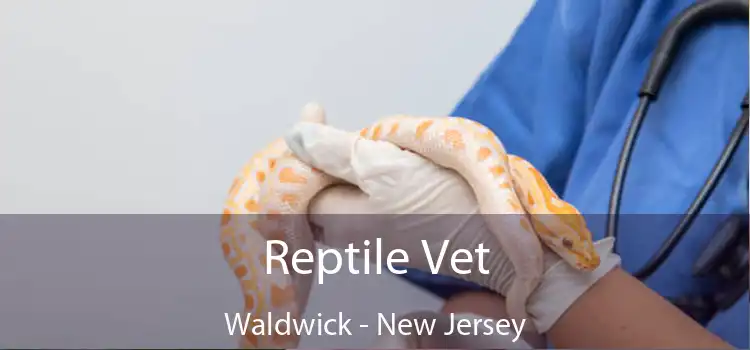 Reptile Vet Waldwick - New Jersey
