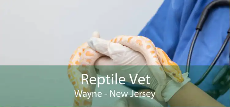 Reptile Vet Wayne - New Jersey