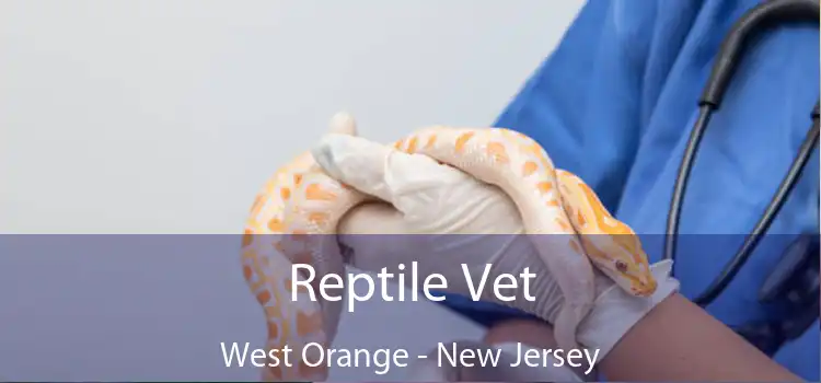 Reptile Vet West Orange - New Jersey