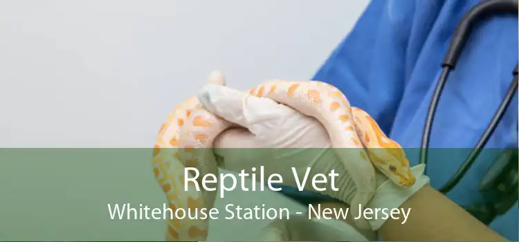 Reptile Vet Whitehouse Station - New Jersey