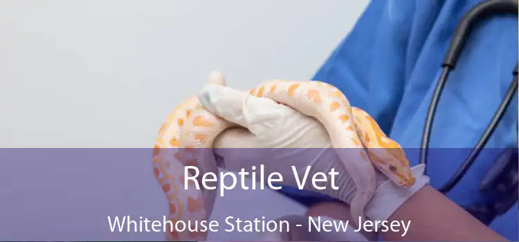 Reptile Vet Whitehouse Station - New Jersey
