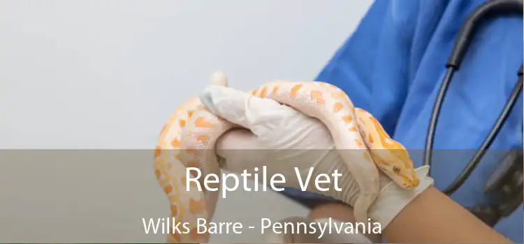 Reptile Vet Wilks Barre - Pennsylvania