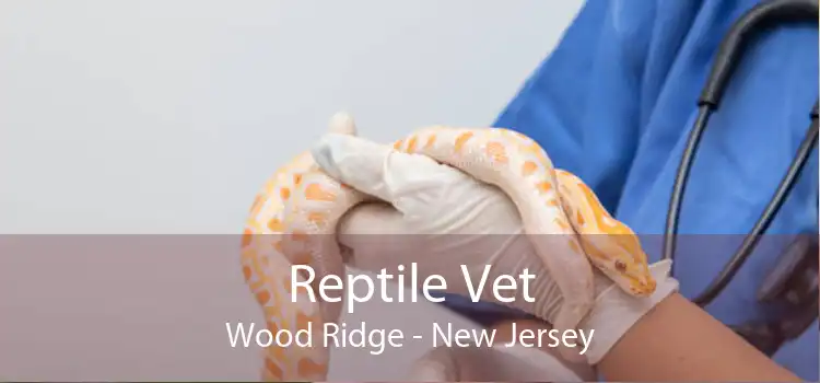 Reptile Vet Wood Ridge - New Jersey