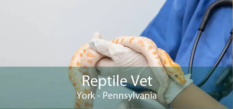 Reptile Vet York - Pennsylvania