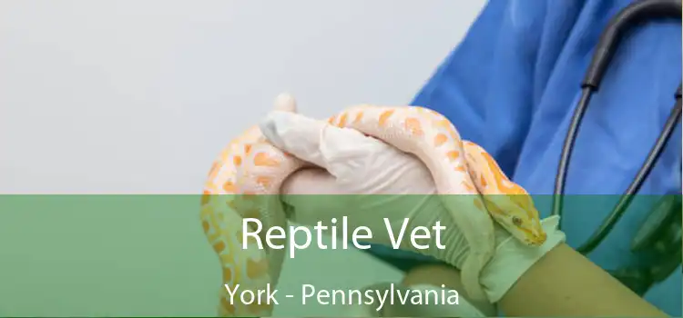 Reptile Vet York - Pennsylvania