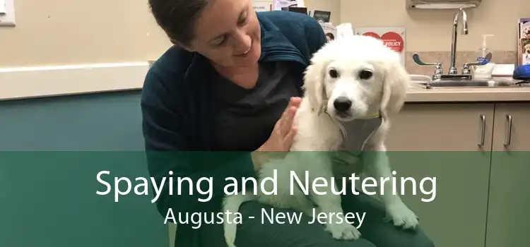 Spaying and Neutering Augusta - New Jersey