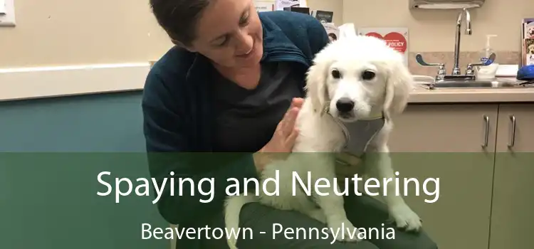 Spaying and Neutering Beavertown - Pennsylvania
